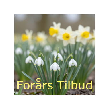 For&aring;rs Tilbud